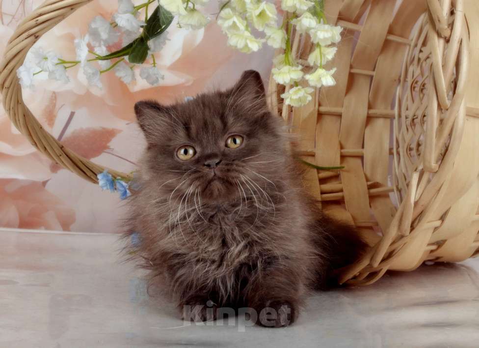 Кошки в Санкт-Петербурге: Британский котенок, девочка мулатка-шоколадка Девочка, 38 000 руб. - фото 4