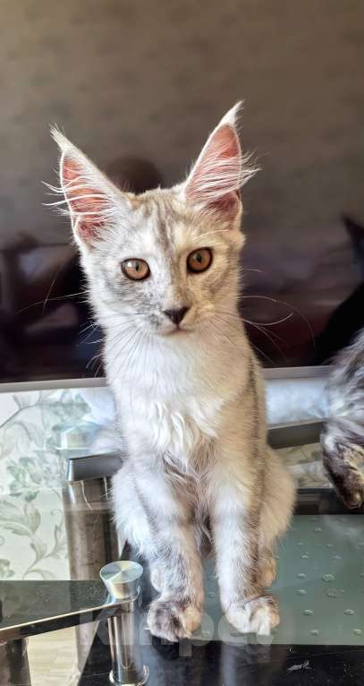 Кошки в Краснодаре: ПРАДА Девочка, 70 000 руб. - фото 8