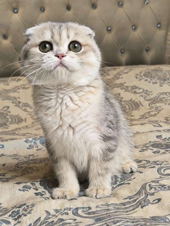 Кошки в Санкт-Петербурге: Золотая голубая шиншилла девочка Девочка, 50 000 руб. - фото 4