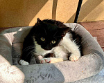 Кошки в Москве: Котёнок ищет дом  Мальчик, Бесплатно - фото 3