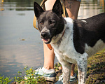 Собаки в Москве: Макс Мальчик, 300 руб. - фото 4