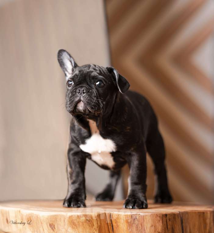 Собаки в Санкт-Петербурге: Кобель тигровый Мальчик, Бесплатно - фото 3