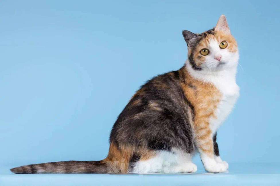 Кошки в Москве: Трехцветная молодая кошечка Осинка в добрые руки Девочка, Бесплатно - фото 4