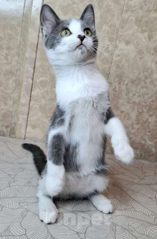 Кошки в Москве: Голубо-белый котёнок в добрые руки  Мальчик, Бесплатно - фото 4