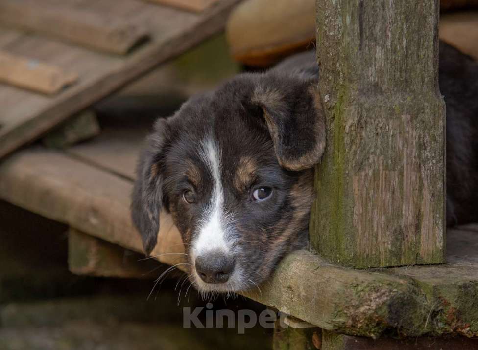 Собаки в других городах Московской области: вельш корги Девочка, Бесплатно - фото 2