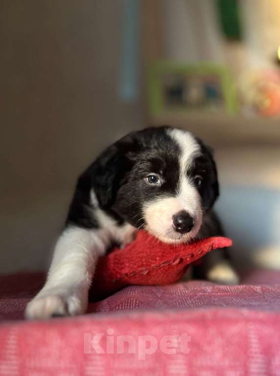Собаки в других городах Алтайского края: Щенки Бордер Колли Мальчик, Бесплатно - фото 3