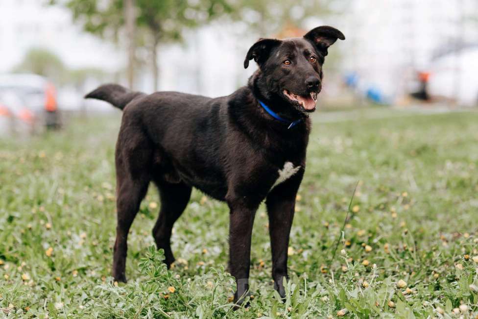 Собаки в Москве: Вокер Мальчик, Бесплатно - фото 4