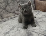Кошки в Арзамасе: Продаю шотландского прямоухого котика Мальчик, 5 000 руб. - фото 4