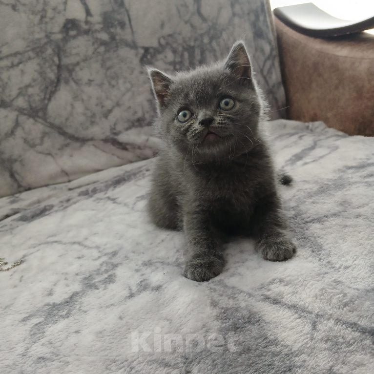 Кошки в Арзамасе: Продаю шотландского прямоухого котика Мальчик, 5 000 руб. - фото 4
