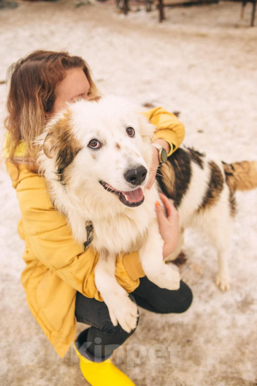 Собаки в Рязани: Рокки - дружелюбный пёс Мальчик, Бесплатно - фото 1