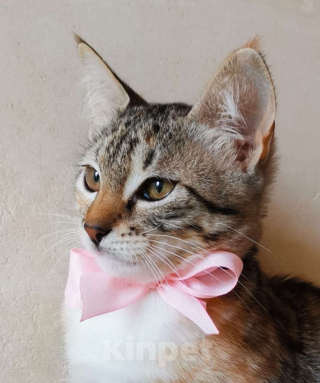 Кошки в Москве: Очаровательная ласковая 4 мес малышка Тося в добрые руки Девочка, Бесплатно - фото 4