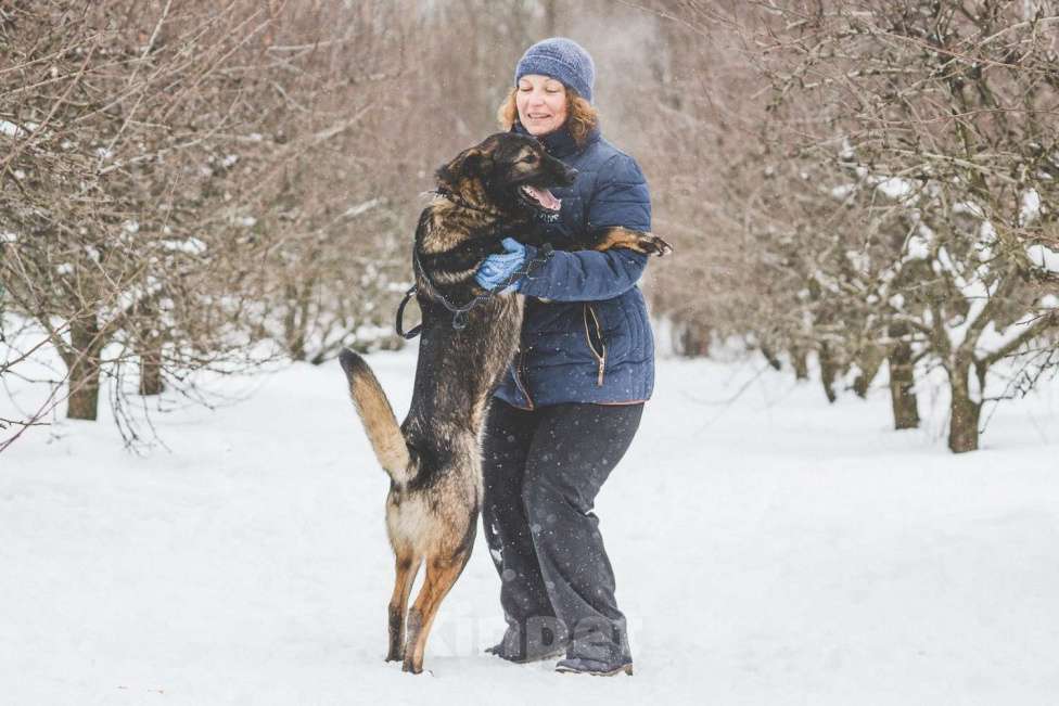 Собаки в Москве: Бакс Мальчик, Бесплатно - фото 3