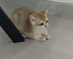 Кошки в Балашихе: Братанский короткошерстный котенок  Мальчик, 13 000 руб. - фото 1