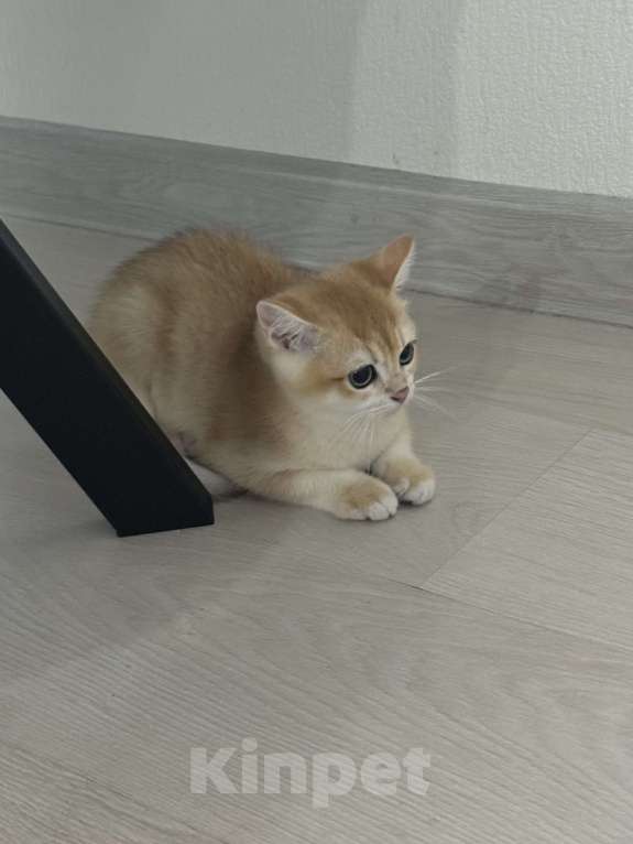 Кошки в Балашихе: Братанский короткошерстный котенок  Мальчик, 13 000 руб. - фото 1