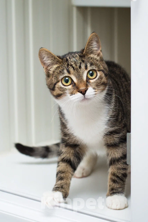 Кошки в Москве: Смешной котенок Локи в добрые руки Мальчик, Бесплатно - фото 1