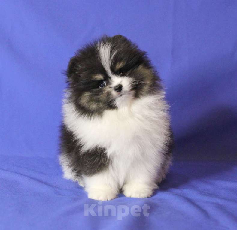 Собаки в Люберцах: Трехцветная девочкка Девочка, 50 000 руб. - фото 1