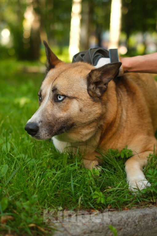 Собаки в Санкт-Петербурге: Джесси из приюта в добрые руки Девочка, Бесплатно - фото 2