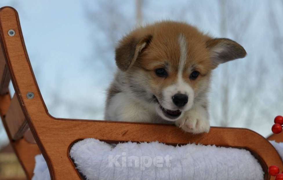 Собаки в Хотьково: Щенок вельш корги пемброк Мальчик, 60 000 руб. - фото 3