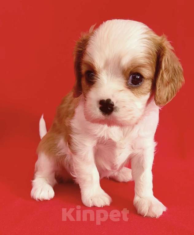 Собаки в Москве: Мальчик Кавалер Кинг чарльз спаниель Мальчик, 90 000 руб. - фото 2