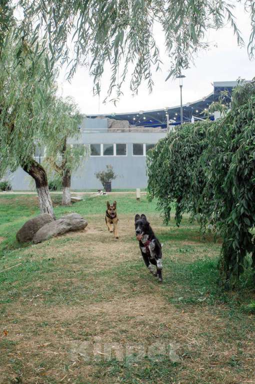 Собаки в Москве: ПО спасён в Грузии и ищет дом Мальчик, Бесплатно - фото 2