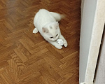 Кошки в Екатеринбурге: Котенок ищет дом. Девочка, Бесплатно - фото 8