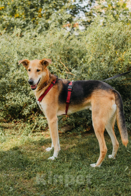 Собаки в Москве: Аристократичный пес ищет семью Мальчик, Бесплатно - фото 2