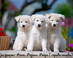 Собаки в Санкт-Петербурге: Высокопородный щенок белой швейцарской овчарки,Девочка 2 Девочка, 70 000 руб. - фото 5