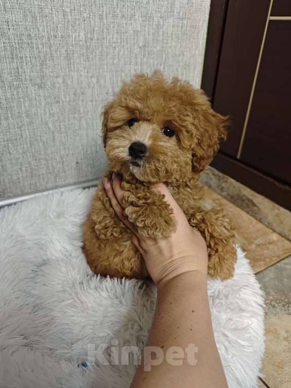 Собаки в Москве: Мальтипу мальчик Тедди  Мальчик, 99 999 руб. - фото 2