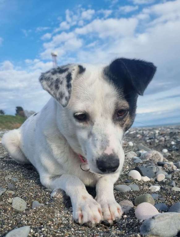Собаки в Москве: Маленькая белая собачка Маруся Девочка, Бесплатно - фото 2