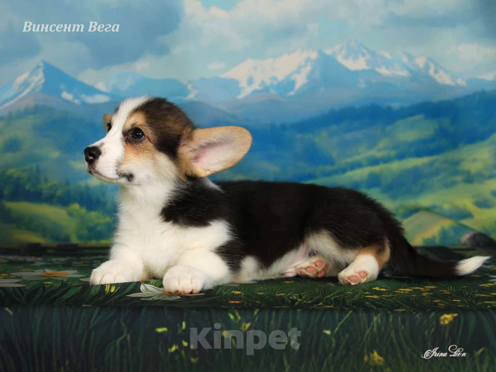 Собаки в других городах Московской области: Продается мальчик вельш корги пемброк Мальчик, 60 000 руб. - фото 4