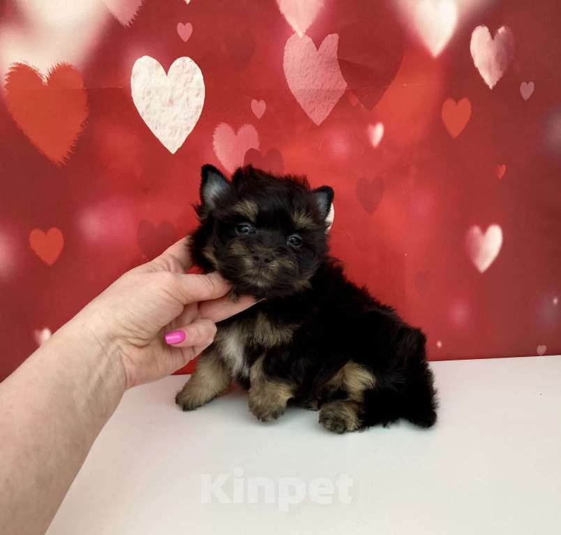 Собаки в Москве: Цветной йорк мальчик стандарт бэби фейс Мальчик, 50 000 руб. - фото 7