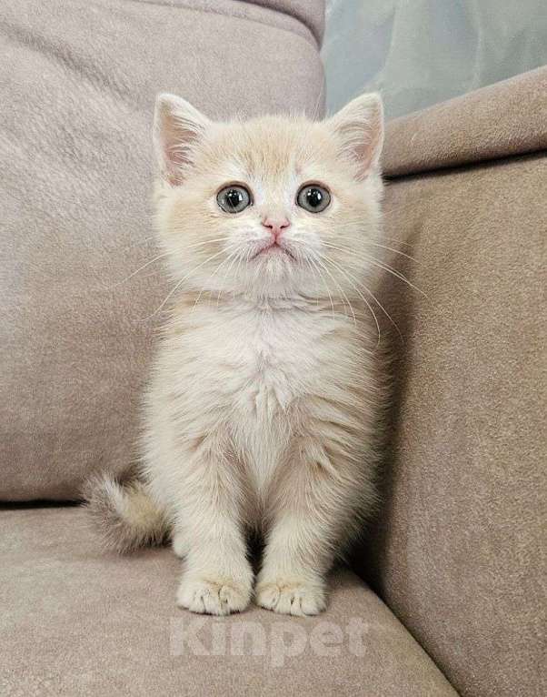 Кошки в Москве: Шотландский прямоухий котенок Девочка, 35 000 руб. - фото 2