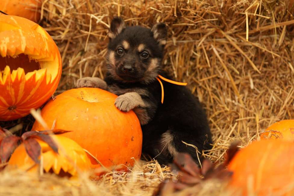 Собаки в Казани: ВЕО РКФ Девочка, 55 000 руб. - фото 1