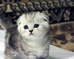 Кошки в Москве: Купить Шотландского Вислоухого или Прямоухого Котёнка в Москве в Питомнике кошек «SILVER SHARM» Девочка, 30 000 руб. - фото 2