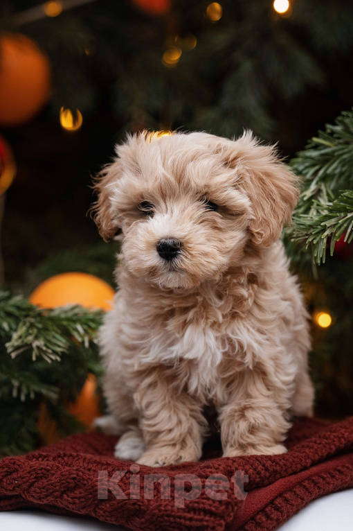 Собаки в Москве: Мальтипу мини  Девочка, 150 000 руб. - фото 2