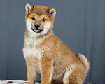 Собаки в других городах Ленинградской области: Великолепные щенки породы Сиба-ину Мальчик, Бесплатно - фото 7