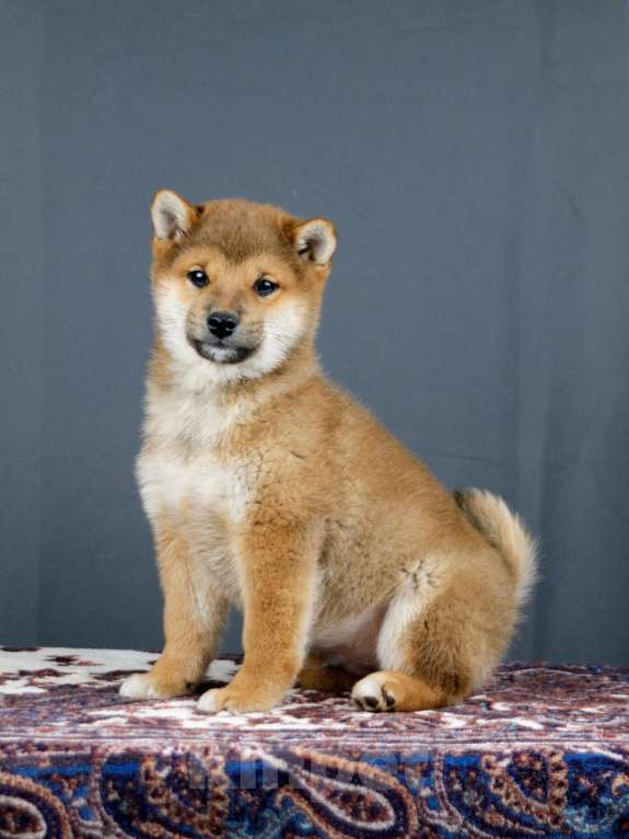 Собаки в других городах Ленинградской области: Великолепные щенки породы Сиба-ину Мальчик, Бесплатно - фото 7