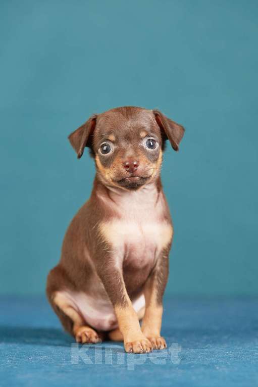 Собаки в Вологде: Русский Той Мальчик, Бесплатно - фото 2