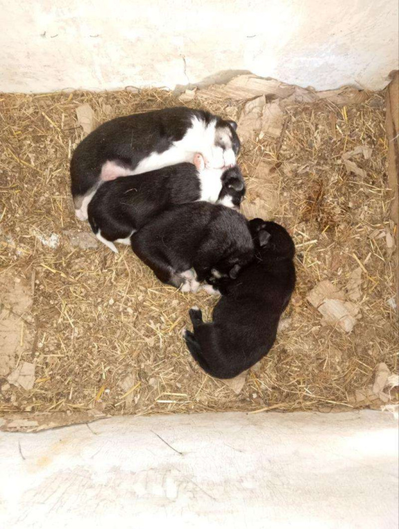 Собаки в Томске: Щенки в дар — 8 пушистых радостей 🐶 Бесплатно в добрые руки! Мальчик, Бесплатно - фото 9