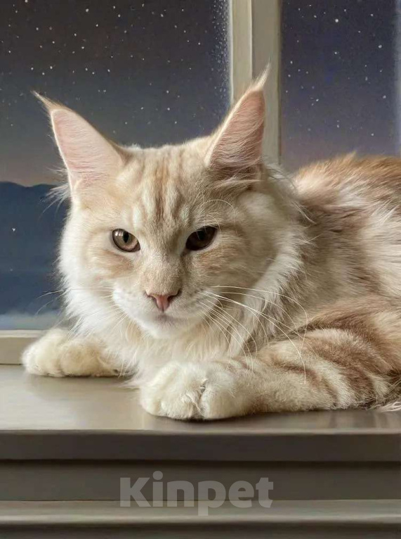 Кошки в Москве: КОТЕНОК МЕЙН-КУН Мальчик, 70 000 руб. - фото 3