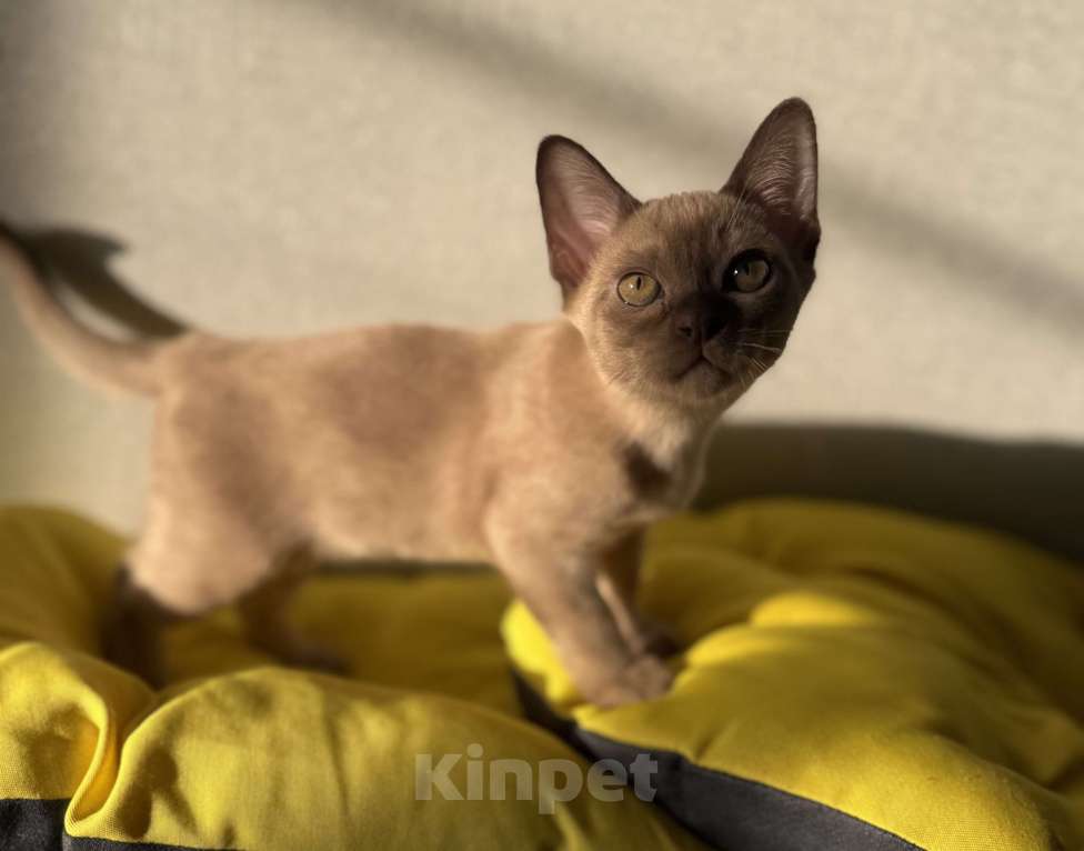 Кошки в Москве: Бурманский котенок мальчик Мальчик, 80 000 руб. - фото 3