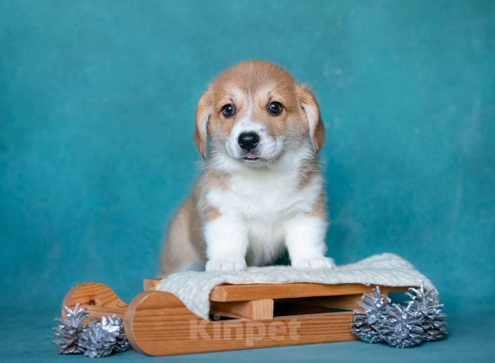 Собаки в Москве: TRUFEL IZ BASVET PRIDE  Мальчик, 95 000 руб. - фото 3