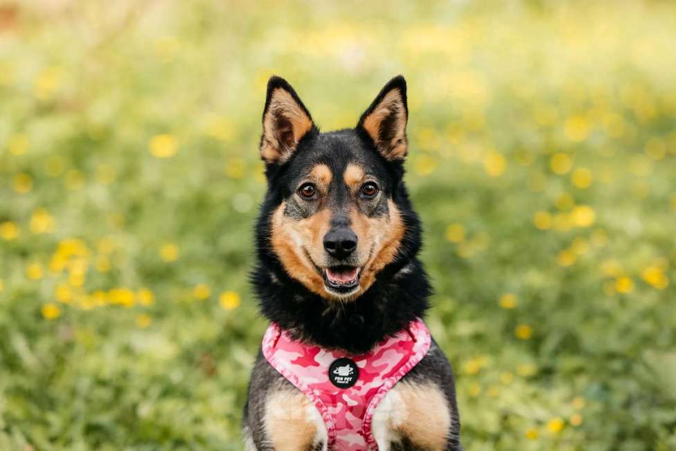 Собаки в Москве: Небольшая идеальная добро-собака Дороти в добрые руки Девочка, 1 руб. - фото 2