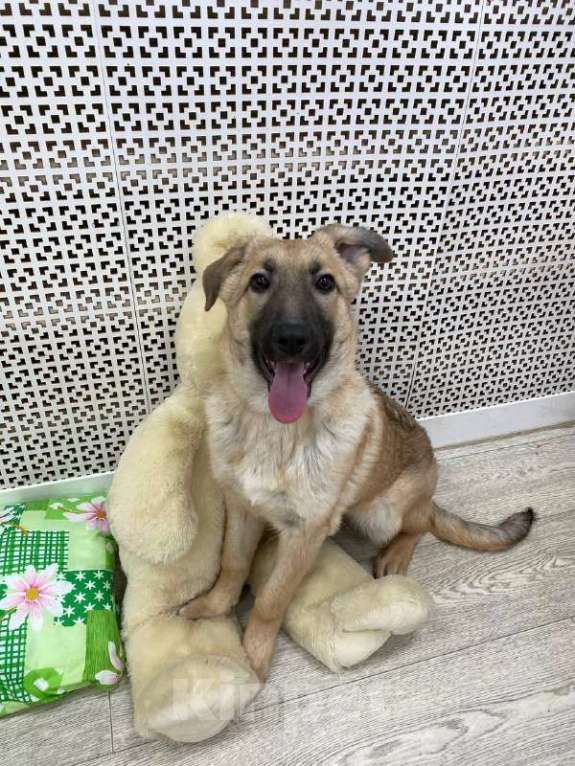 Собаки в Москве: Щенки бесплатно в Москве Девочка, Бесплатно - фото 7