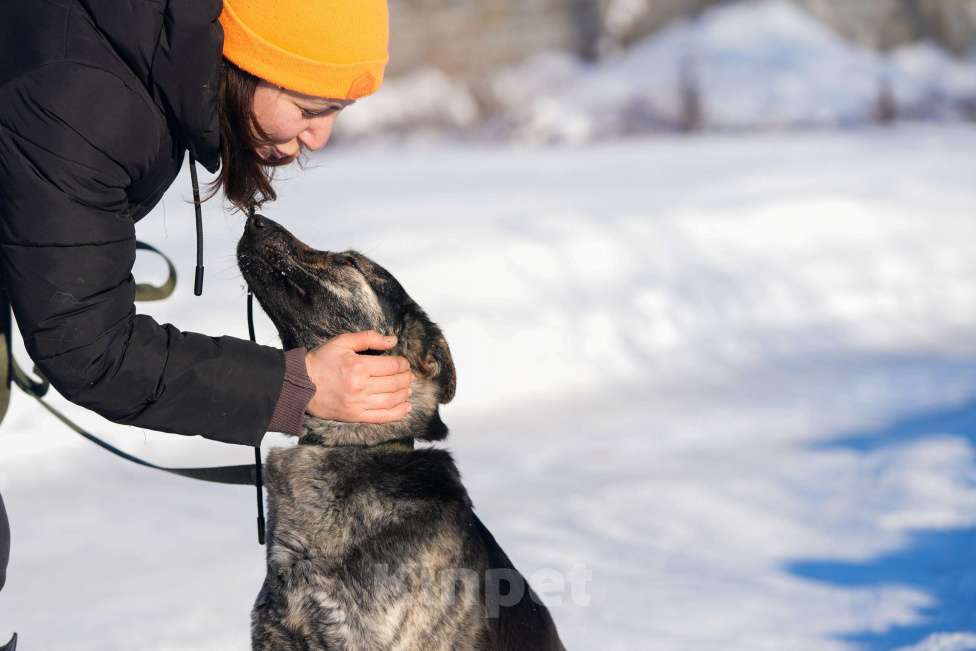 Собаки в Москве: Собака 1,5 года Бетти в добрые руки  Девочка, Бесплатно - фото 4