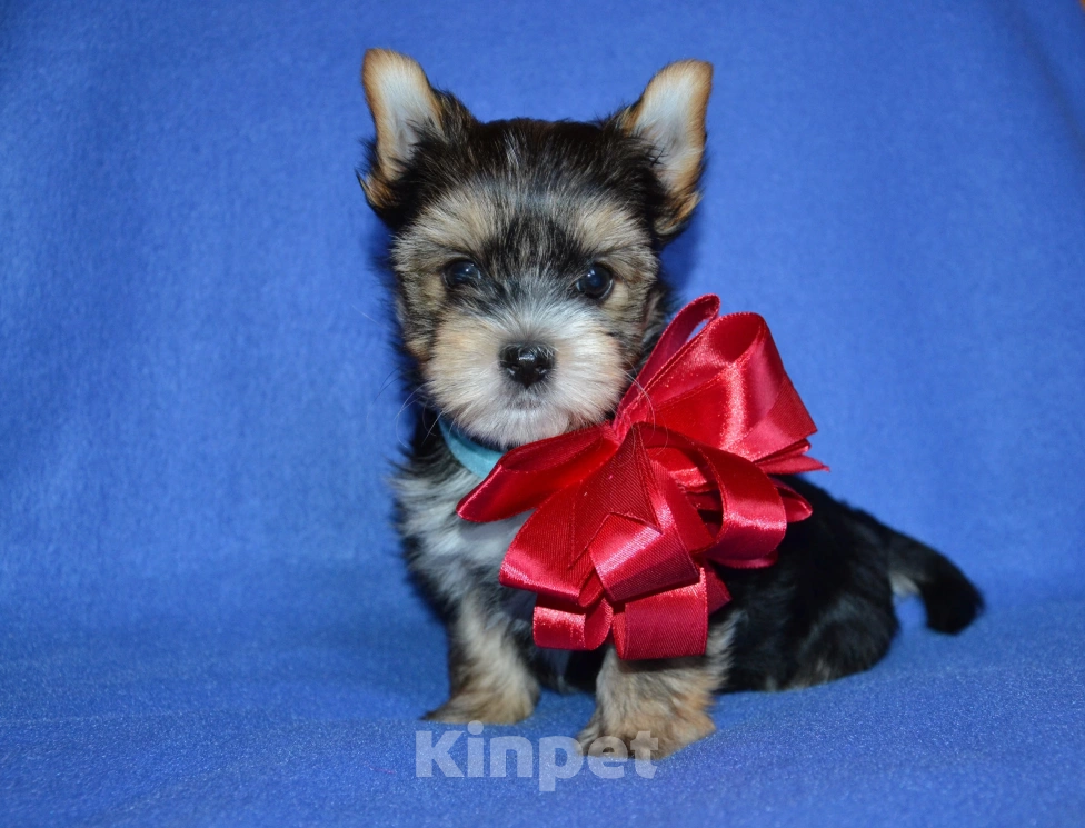 Собаки в Москве: Щенки йоркширского терьера  Мальчик, 22 000 руб. - фото 2