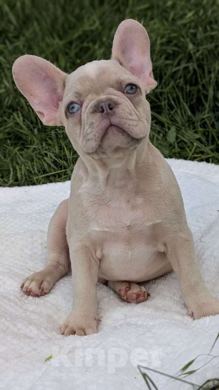 Собаки в других городах Крыма: Французский бульдог щенок в редком окрасе Мальчик, 120 000 руб. - фото 3