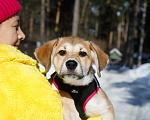 Собаки в Москве: Рыжий щенок девочка в добрые руки Мальчик, 11 руб. - фото 8
