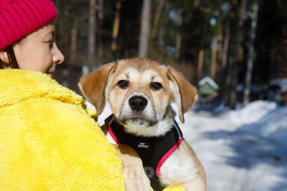 Собаки в Москве: Рыжий щенок девочка в добрые руки Мальчик, 11 руб. - фото 8