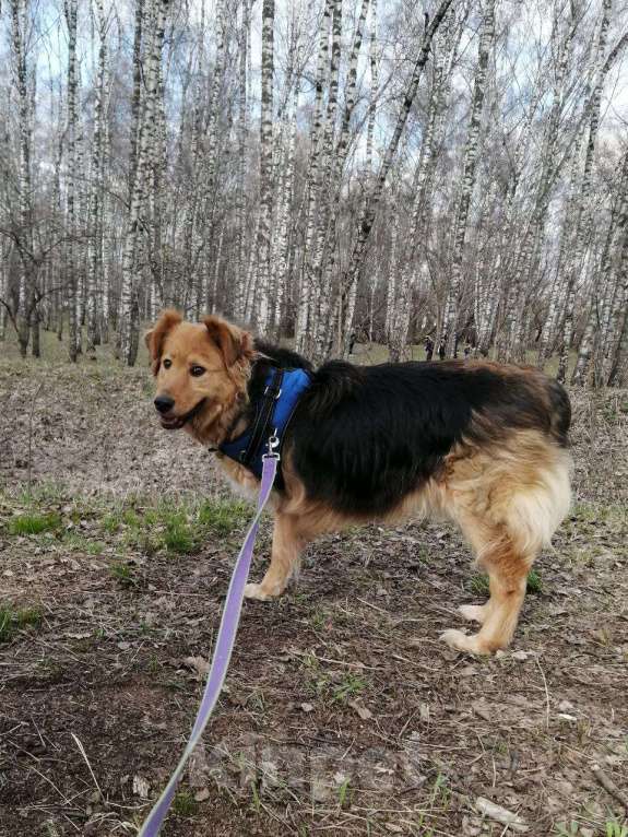 Собаки в Москве: Мотя-трехлапик в Хорошие руки! Девочка, Бесплатно - фото 6